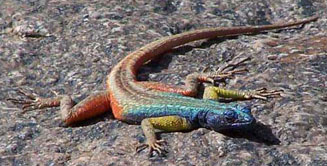 Platysaurus broadleyi (Broadley's flat lizard)