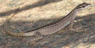 Platysaurus broadleyi (Broadley's flat lizard)