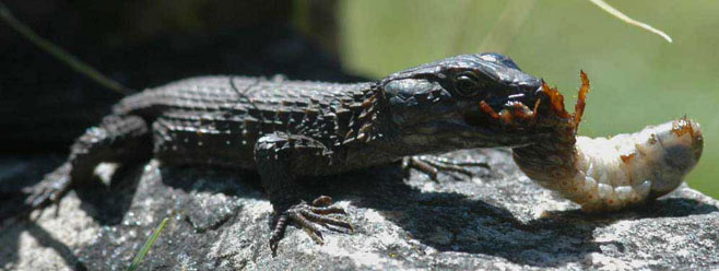 Cordylus niger (Black girdled lizard)