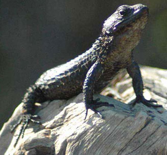 Cordylus tasmani (Tasman's girdled lizard)
