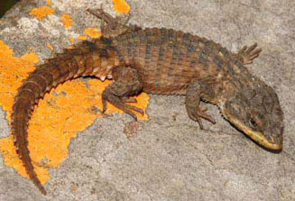 Cordylus vittifer (Transvaal girdled lizard)