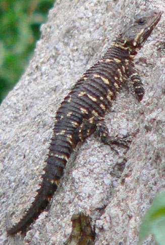 Cordylus warreni (Warren's girdled lizard)