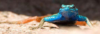 Platysaurus capensis (Cape flat lizard)