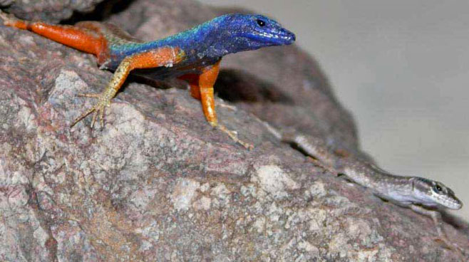 Platysaurus broadleyi (Broadley's flat lizard)