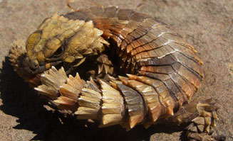 Cordylus cataphractus (Armadillo girdled lizard)
