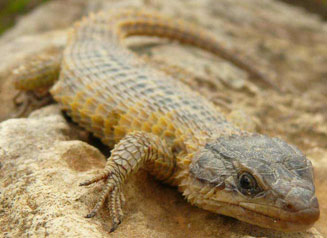 Cordylus cordylus (Cape girdled lizard)
