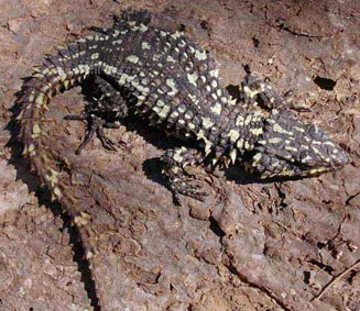 Cordylus warreni (Warren's girdled lizard)