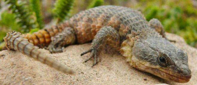 Cordylus cordylus (Cape girdled lizard)
