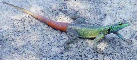 Platysaurus intermedius (Common flat lizard)