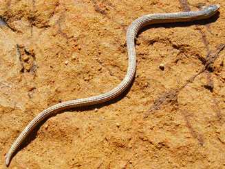 Chamaesaura anguina (Cape grass lizard)