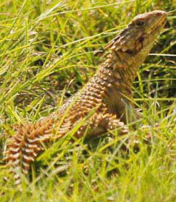 Cordylus giganteus (Giant girdled lizard, Sungazer)