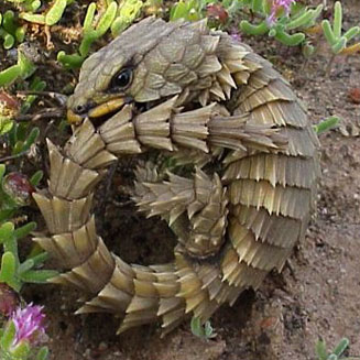 Cordylus cataphractus (Armadillo girdled lizard)