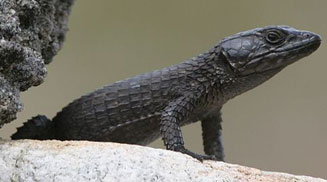 Cordylus niger (Black girdled lizard)