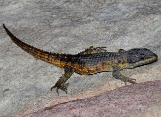 Cordylus cordylus (Cape girdled lizard)