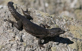 Cordylus polyzonus (Karoo girdled lizard)