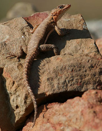 Cordylus polyzonus (Karoo girdled lizard)