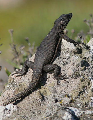 Cordylus polyzonus (Karoo girdled lizard)