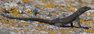 Cordylus polyzonus (Karoo girdled lizard)