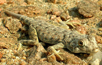 Rhoptropus afer (Common Namib day gecko)