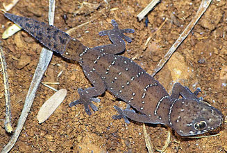 Pachydactylus vansoni (Van Son's thick-toed gecko)