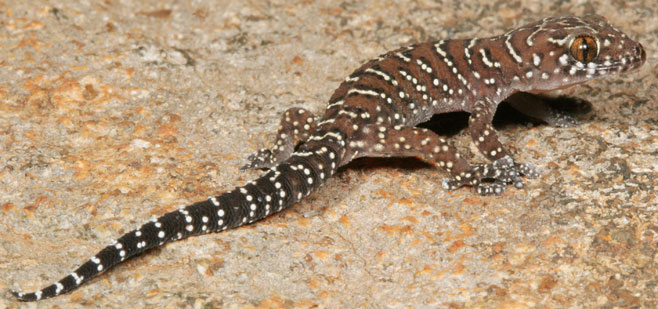 Pachydactylus vansoni (Van Son's thick-toed gecko)