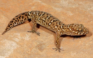 Pachydactylus vansoni (Van Son's thick-toed gecko)