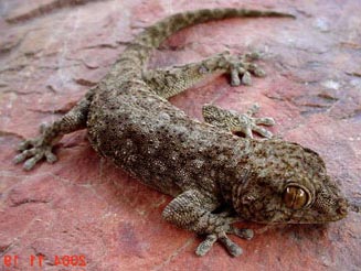 Pachydactylus kladaroderma (Thin-skinned thick-toed gecko)
