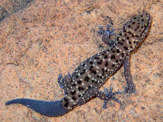 Pachydactylus affinis (Transvaal thick-toed gecko)