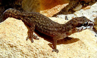 Pachydactylus geitje (Occelated gecko)