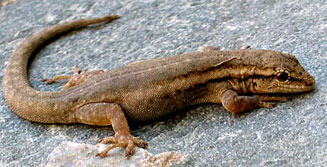 Lygodactylus capensis (Cape dwarf gecko)