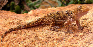 Chondrodactylus bibronii (Bibron's gecko)
