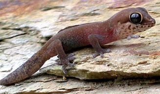 Pachydactylus geitje (Occelated gecko)