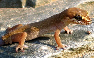 Pachydactylus geitje (Occelated gecko)