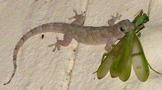 Hemidactylus mabouia (Moreau's tropical house gecko)