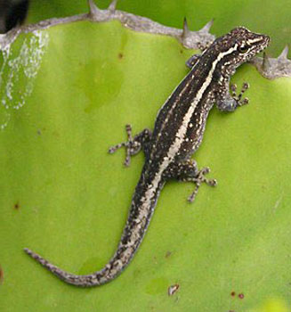Lygodactylus capensis (Cape dwarf gecko)