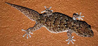 Chondrodactylus turneri (Turner's gecko)