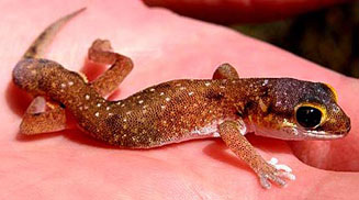 Pachydactylus austeni (Austen's thick-toed gecko)