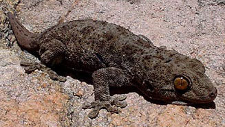 Pachydactylus kladaroderma (Thin-skinned thick-toed gecko)