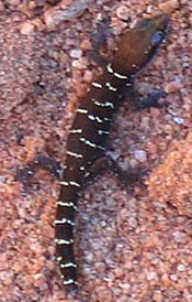 Pachydactylus caraculicus (Angolan banded thick-toed gecko)