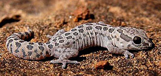 Pachydactylus oculatus (Golden spotted thick-toed gecko)