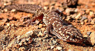 Pachydactylus capensis (Cape thick-toed gecko)