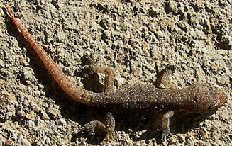 Afroedura karroica (Karoo flat gecko)
