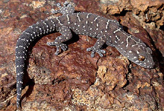 Pachydactylus vansoni (Van Son's thick-toed gecko)