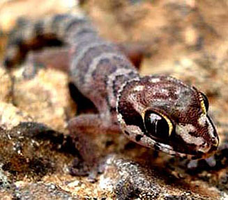 Pachydactylus carinatus (Southern rough thick-toed gecko)