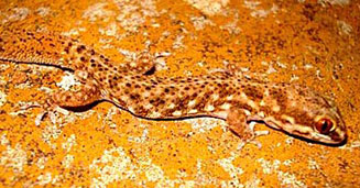 Pachydactylus labialis (Western Cape thick-toed gecko)