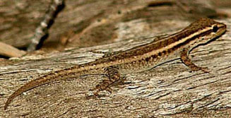 Lygodactylus capensis (Cape dwarf gecko)