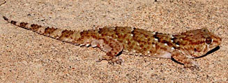 Chondrodactylus bibronii (Bibron's gecko)
