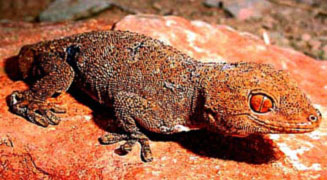 Pachydactylus kladaroderma (Thin-skinned thick-toed gecko)