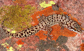 Pachydactylus affinis (Transvaal thick-toed gecko)