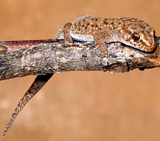 Pachydactylus capensis (Cape thick-toed gecko)
